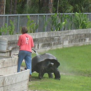 Aldabra Breeders