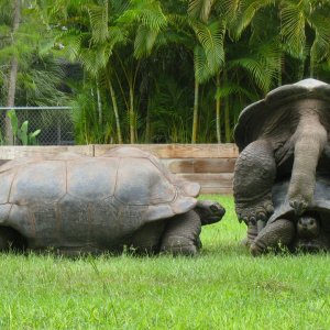 Aldabra Breeders
