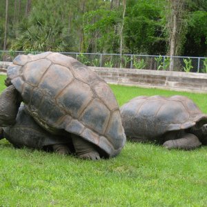 Aldabra Breeders
