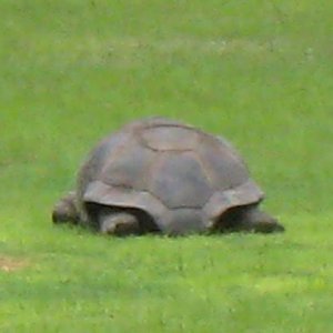 Aldabra Breeders
