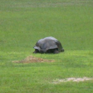 Aldabra Breeders