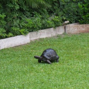 Aldabra Breeders