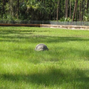 Aldabra Breeders