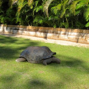 Aldabra Breeders
