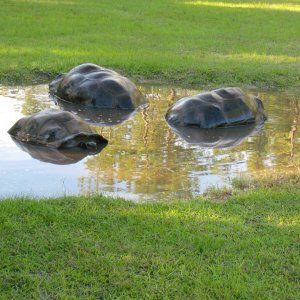 Aldabra Breeders