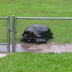 Aldabra Breeders