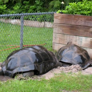 Aldabra Breeders
