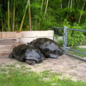 Aldabra Breeders