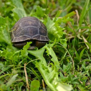 Aldabra Breeders