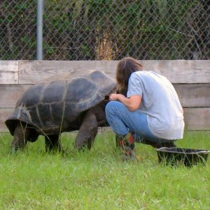 Aldabra Breeders