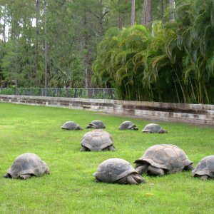 Aldabra Breeders