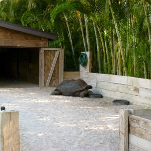 Aldabra Breeders