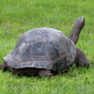 Aldabra Breeders