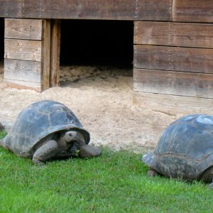 Aldabra Breeders