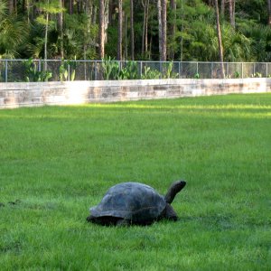 Aldabra Breeders