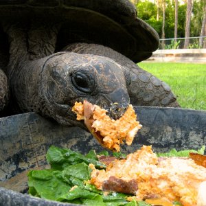 Aldabra Breeders
