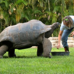 Aldabra Breeders
