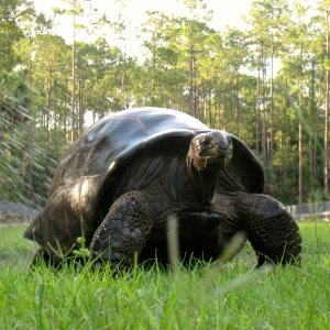 Aldabra Breeders