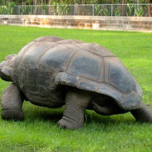 Aldabra Breeders