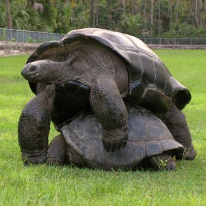 Aldabra Breeders