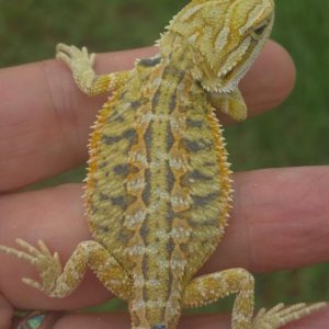 Draggintailspicture