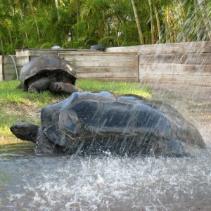 Aldabra Breeders