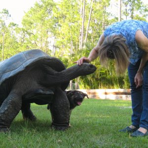 Aldabra Breeders