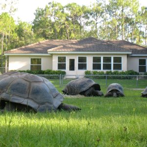 Aldabra Breeders