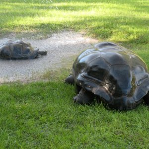 Aldabra Breeders