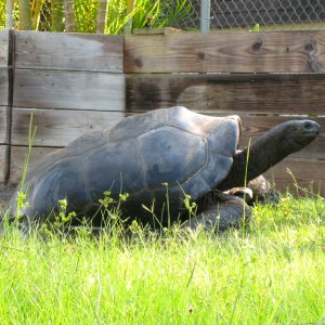 Aldabra Breeders