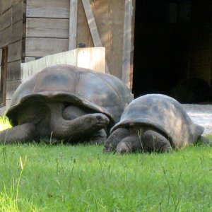 Aldabra Breeders