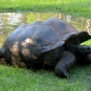Aldabra Breeders