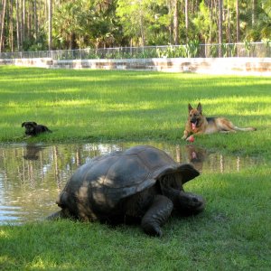 Aldabra Breeders