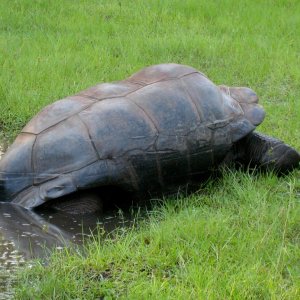Aldabra Breeders