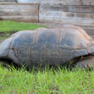 Aldabra Breeders