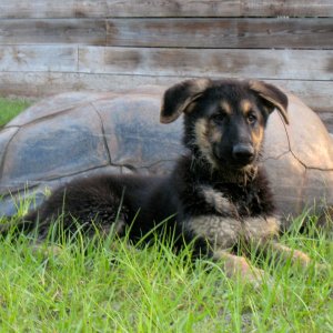 Aldabra Breeders