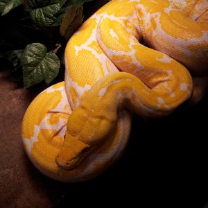 Show and Tell