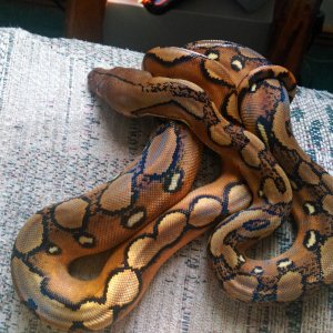 Show and Tell