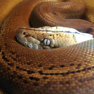 Show and Tell