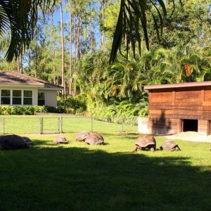 Aldabra Breeders