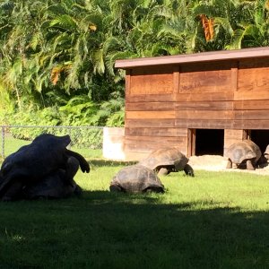 Aldabra Breeders