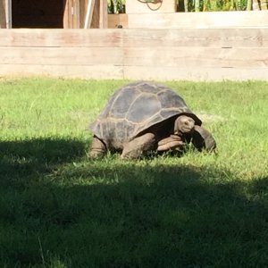 Aldabra Breeders