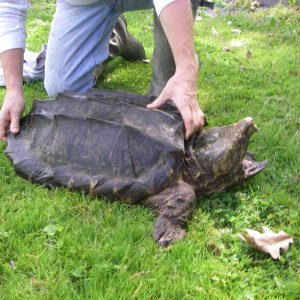 Huge Alligator  Snapper