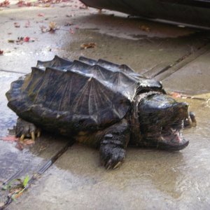 Huge Alligator  Snapper