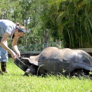 Aldabra Breeders