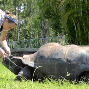 Aldabra Breeders