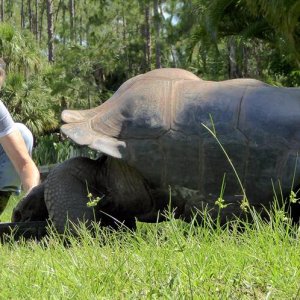 Aldabra Breeders