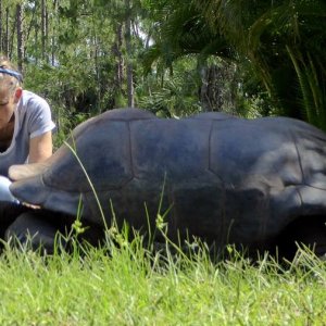 Aldabra Breeders