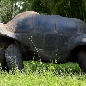 Aldabra Breeders