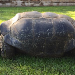 Aldabra Breeders